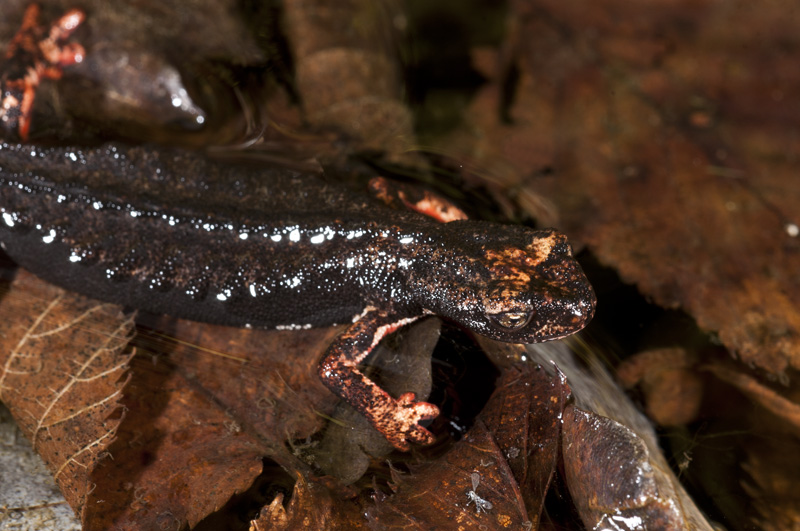 Salamandrina perspicillata in ovodeposizione